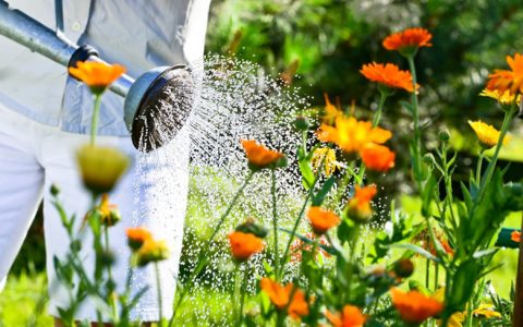 Im Sommer Pflanzen richtig giessen