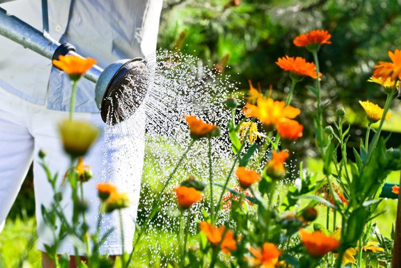 Im Sommer Pflanzen richtig giessen