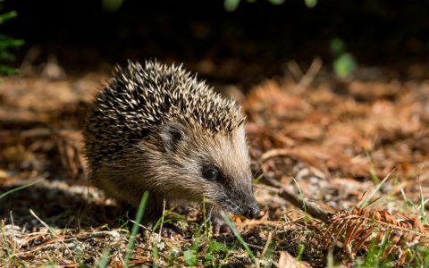 Winterschlaf: Tiere im Energiesparmodus