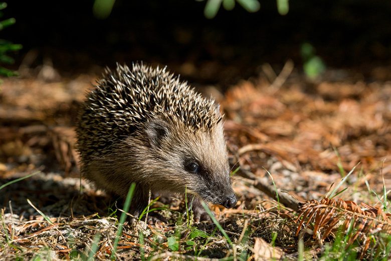 Winterschlaf: Tiere im Energiesparmodus