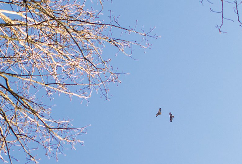 Kein Platz für Wintervögel