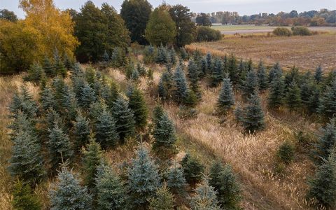 Weihnachtsbäume – die grünen Stars