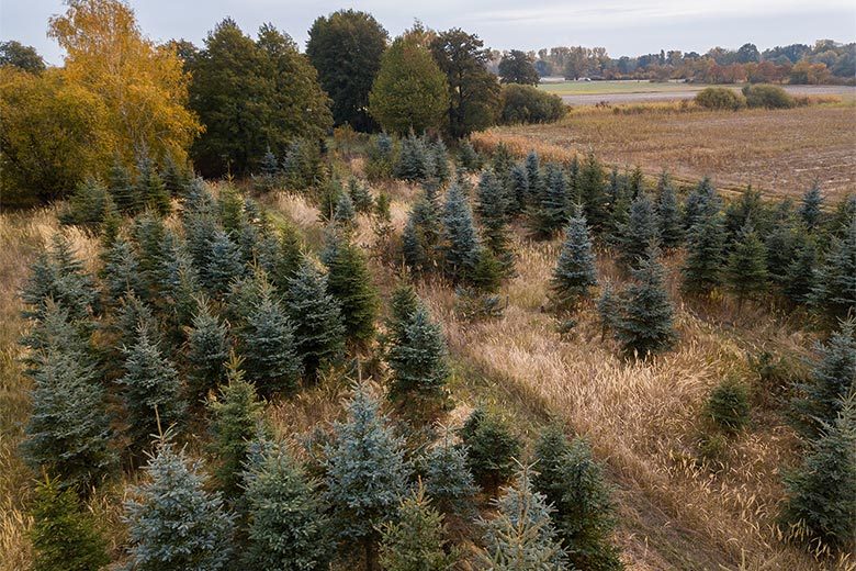 Weihnachtsbäume – die grünen Stars