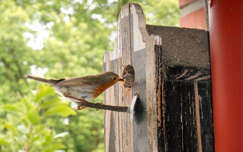 Nistkästen bieten Vögeln ein Zuhause