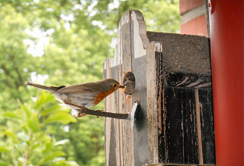 Nistkasten Bieten Vogeln Ein Zuhause Twl Kurier