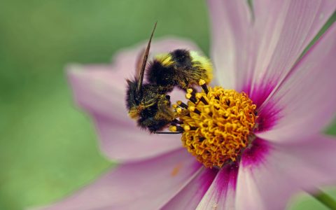 Ludwigshafen summt und brummt gegen das Insektensterben