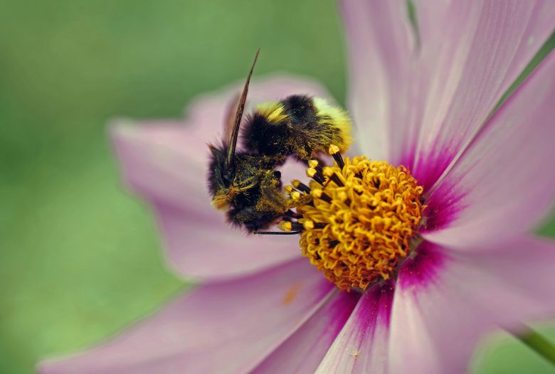 Ludwigshafen summt und brummt gegen das Insektensterben