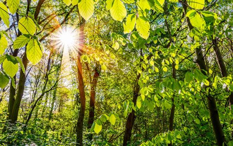 Der große CO2-Speicher Wald schützt das Klima