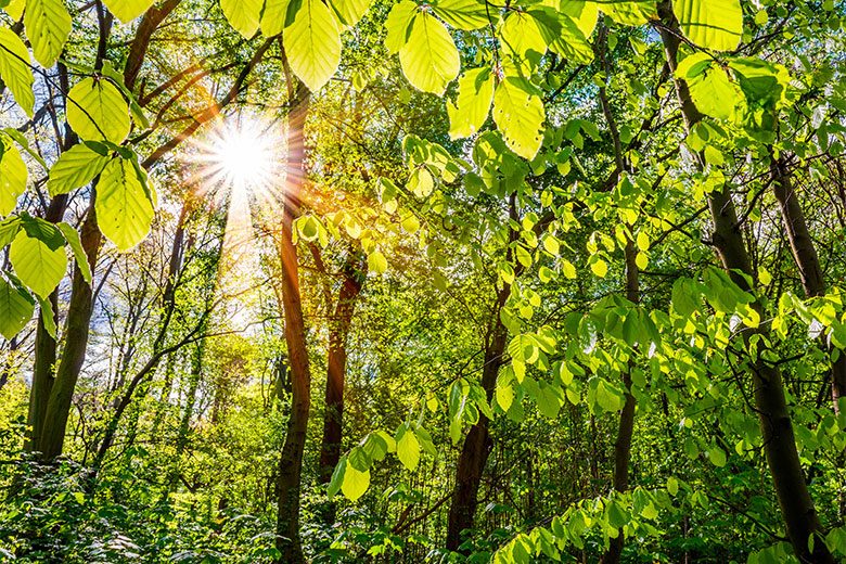 Der große CO2-Speicher Wald schützt das Klima