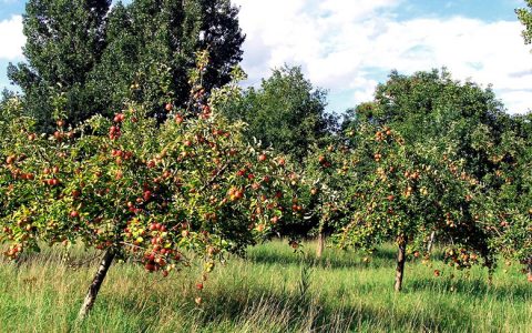 Beim Freiwilligentag können Bürger viel bewegen