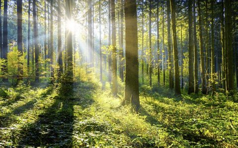 Waldbaden macht glücklich