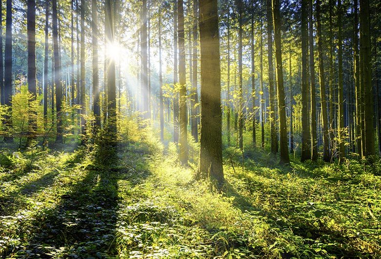 Waldbaden macht glücklich