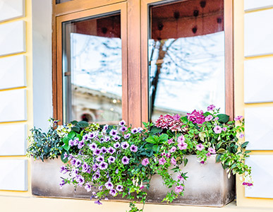 Blütenmeer vorm Fenster