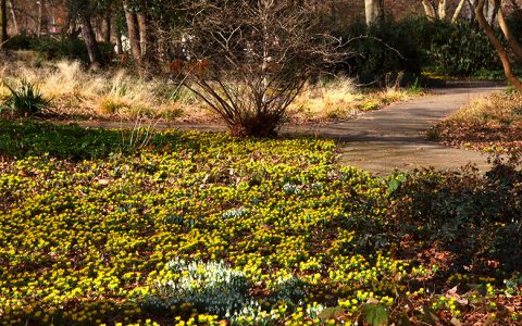 Frühlingserwachen im Ebertpark