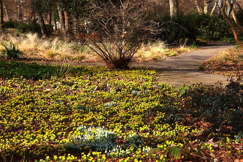 Frühlingserwachen im Ebertpark