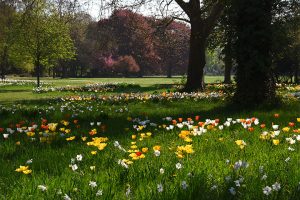 Tulpenblüte im Ebertpark Ludwigshafen.