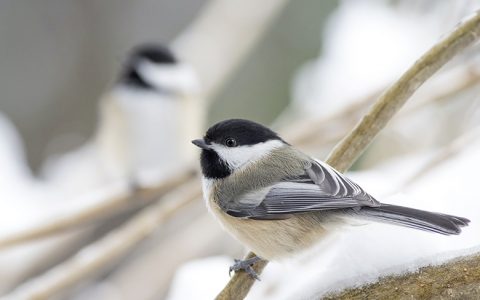 Wintervögel richtig unterstützen