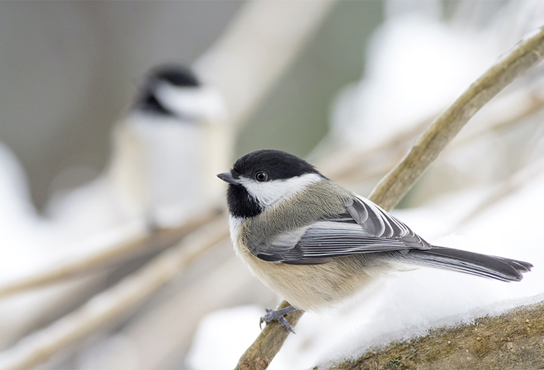 Wintervögel richtig unterstützen