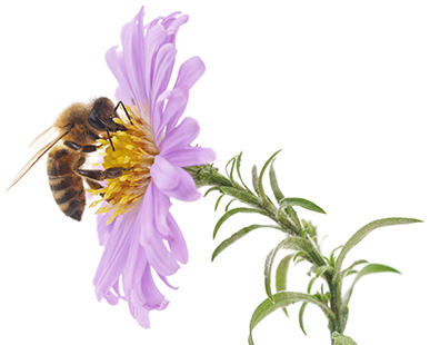 Wohlfühloase für Insekten