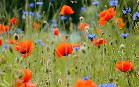 Mehr Nachhaltigkeit im Garten