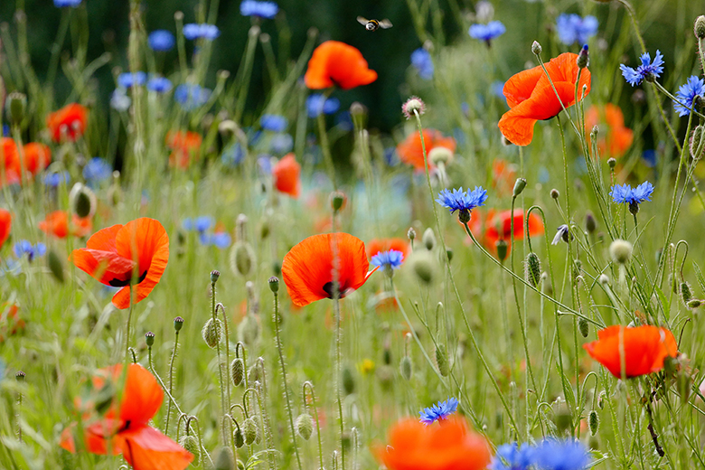 Mehr Nachhaltigkeit im Garten