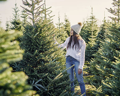 O Tannenbaum